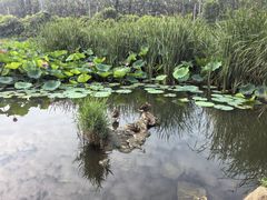 -前关湿地公园