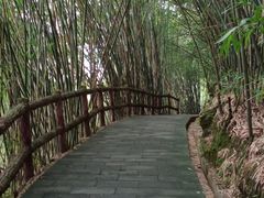 -铁山坪森林公园