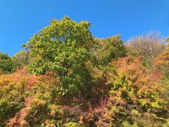 -天女山森林公园