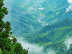-天目山大树王景区
