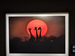 -罗红摄影艺术馆