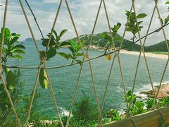 -广东惠东海龟国家级自然保护区