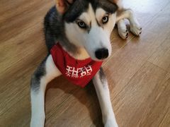 -Husky Go! 哈士奇体验馆·宠物咖啡厅狗咖