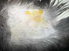 -创凡宠物医院·骨专科  猫科中心(西乡分院)