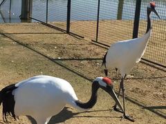-盐城丹顶鹤湿地生态旅游区