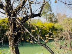 -八大山人梅湖景区