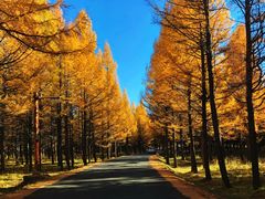 -塞罕坝国家级自然保护区