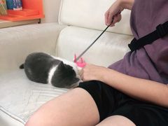-lincat·猫舍(广州店)
