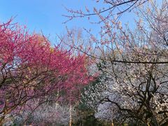 -杭州植物园