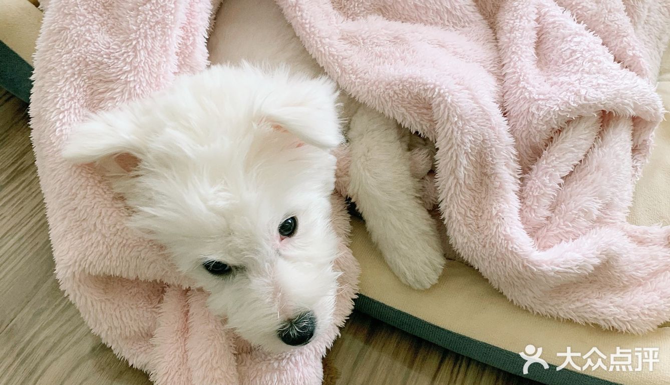 毛孩子感冒不容小觑！一定要及时检测，排除犬瘟可能！