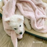 毛孩子感冒不容小觑！一定要及时检测，排除犬瘟可能！