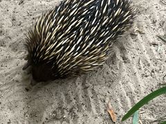 -费瑟代尔野生动物园