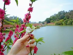 -南国桃园旅游度假区