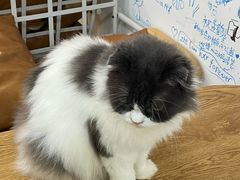 -李小姐の猫咖啡馆(五角场店)