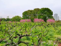 -南汇桃花村