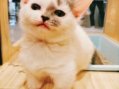 -屋虎猫馆(宝安大仟里店)