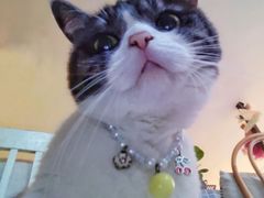 -海边的猫和咖啡馆