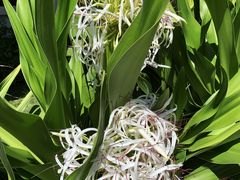 龙须花-美奈海崖度假酒店