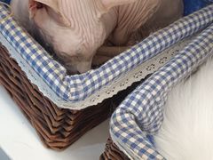 -喵园·猫主题咖啡厅·撸猫·猫咖(国贸店)