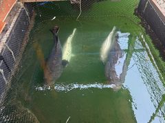 -蓝湾碧波·老字号·疍家非遗海上餐厅