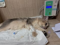 -北京观赏动物医院·24小时大型综合·猫专科·异宠专科