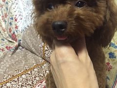 -爱宠屋pet shop·宠物洗澡·宠物美容