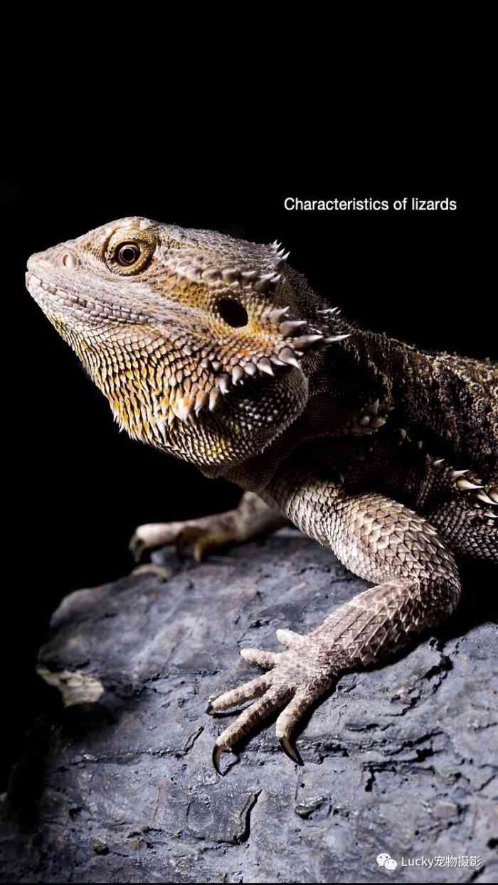 doctype html> html lang="zh-cn"> head> meta