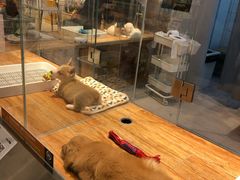 -狗道宠物(常熟印象城店)