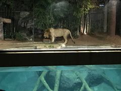 -清迈夜间动物园