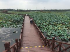 -荷塘月色湿地公园·向阳花洲