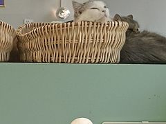 -怪兽屋·羊驼·猫咖·狗咖(俊华广场店)