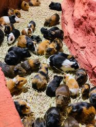 点击看大图 -Zoolung Zoolung动物主题公园(海信广场店)