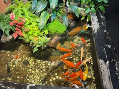 -隐炉和牛烧肉店(群力店)