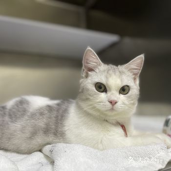 我们家喵一直都是在「深宠医学动物医院」进行洗澡