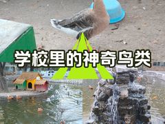 -北京市海淀外国语实验学校