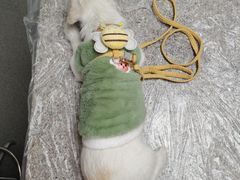 -渲嗳动物医院(异宠·复杂内科转诊中心·玖洲道富华里分院)