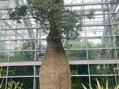 -南山植物园