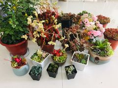 -南汇花鸟市场(上海浦东新花卉店)