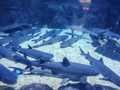 -烟台海昌鲸鲨海洋公园