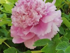 -洛阳市隋唐城遗址植物园