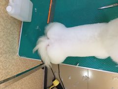 -优缇多格专业宠物美容师培训学校