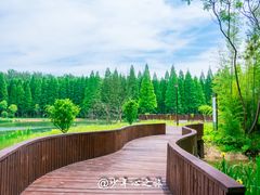 -黄海国家森林公园