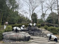 -都江堰中华大熊猫苑