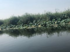-白洋淀景区