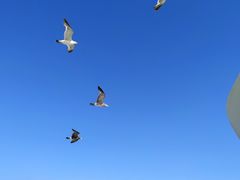 -海驴岛(荣成市)