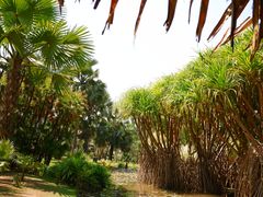 -中国科学院西双版纳热带植物园