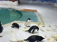 -海合安武汉极地海洋公园