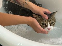 -momokira米努特·德文卷毛猫·棉花面纱犬