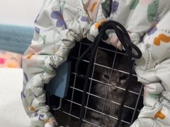 -佳雯宠物医院·皮肤科·内外科(春晓路分院)