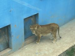 -青藏高原野生动物园